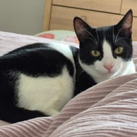 Nala (Luna), chatte à adopter