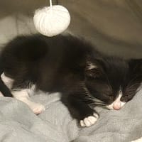 atchoum, chat à adopter