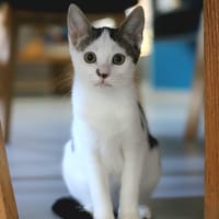 chupa, chatte à adopter