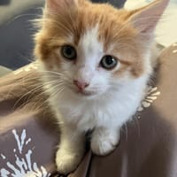 Gnocchi, chat à adopter