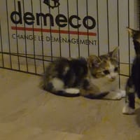 ajax, chatte à adopter