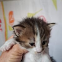 soda, chat à adopter