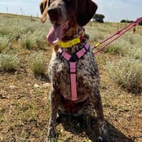GITANA, chienne à adopter