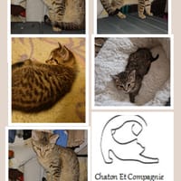 ARISTOTE, chat à adopter