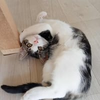 ALOES, chatte à adopter