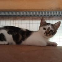 ARSOUILLE, chat à adopter