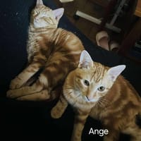 ANGE et ARIZONA  Double adoption, chatte à adopter