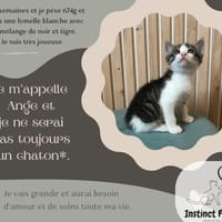 ANGE, chatte à adopter