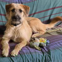 NAYA, chienne à adopter
