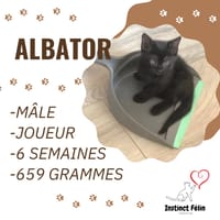 ALBATOR, chat à adopter