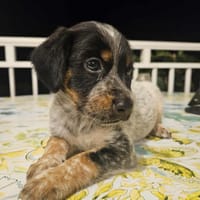 ARLEY le joli coeur, chien à adopter