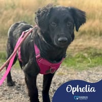 Ophelia, female dog to adopt