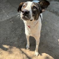 Johnny, chien à adopter