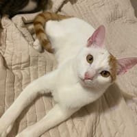 Junior, chat à adopter