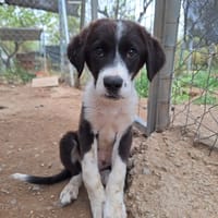 Tilly, chienne à adopter