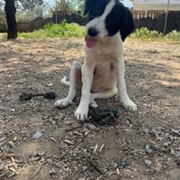 Angi, chienne à adopter