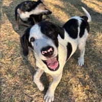 River, chien à adopter