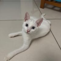 Aby, femelle croisée européen, née le 02/03/2025 🐱, chatte à adopter