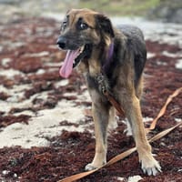 Bobby, un ami pour la vie, chien à adopter