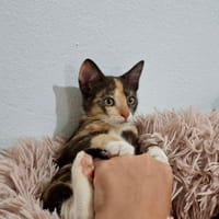 Maddy, femelle croisée européen, née le 05/06/2025 🐱, chatte à adopter