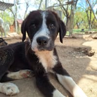 Homie, chien à adopter