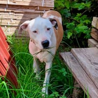 Romy, femelle, X Berger, née le 02/10/2022, chienne à adopter
