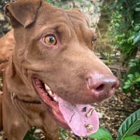 Pollux, mâle croisé shar pei, né le 03/06/2024🐶, chien à adopter