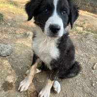 Willow, chienne à adopter