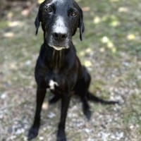 Lyka, femelle, berger, née le 24/01/2020, chienne à adopter