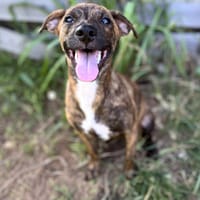 Kléo, femelle, berger créole, née le 15/02/2025, chienne à adopter