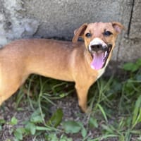 Indira, femelle, berger créole, née le 15/02/2025, chienne à adopter