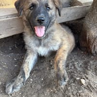 Odin, chien à adopter