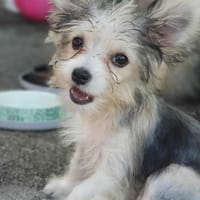 Korail, femelle croisée bichon , née le 09/04/2025 🐶, chienne à adopter