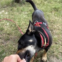 Rene, pies do adopcji