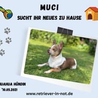 Muci-Kleine Seele sucht großes Herz, Hündin zur Adoption