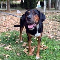 Grace eine ruhige Hündin, Hündin zur Adoption