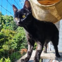 CORVIN sucht Zuhause mit Garten, Kater zur Adoption
