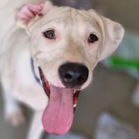 Junior, Hund zur Adoption