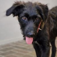 Fussel, Hund zur Adoption