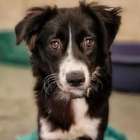 Fly, Hündin zur Adoption