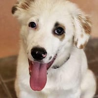 Emil, Hund zur Adoption
