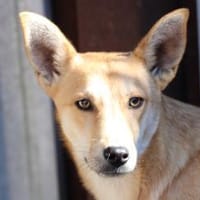 Noam - aparter, goldiger Jungrüde, Hund zur Adoption