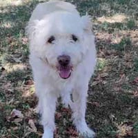 Oscar der Goldendoodle, Hund zur Adoption