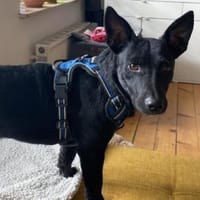 Fröhlicher THEOwartet in 48153 Münster, Hund zur Adoption
