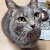 Daisy sucht in Wohnjngshaltung FIV&FeLV+, Katze zur Adoption