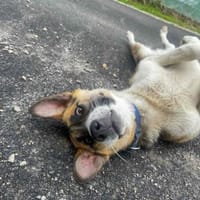 Bucky ein toller Junghund, Hund zur Adoption