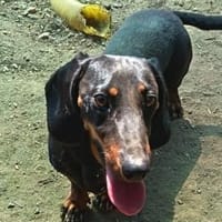Gofy möchte Koffer packen, Hund zur Adoption