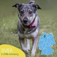Kleine Svea sucht neues Zuhause, Hündin zur Adoption