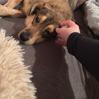 Schüchterner Zhuzhik sucht seine Familie, Hund zur Adoption