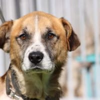 Smartie - sehr lieb u. angenehm, Hund zur Adoption